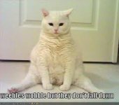 fat cat.jpg