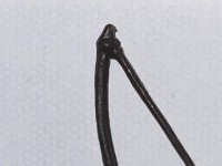 IMG_6060.jpeg