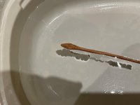IMG_0954.JPG