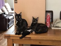 IMG-20170923-WA0001.jpg