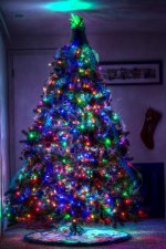Full Tree.jpg