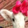 lamby055