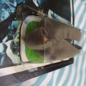 DSCF7207a.JPG